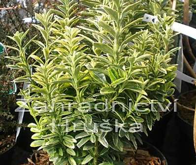 brslen - Euonymus jap. 'Aureovariegata'