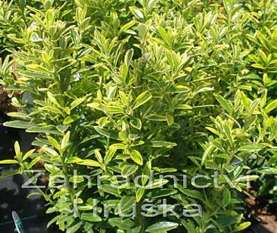 brslen - Euonymus jap. 'Aureovariegata'