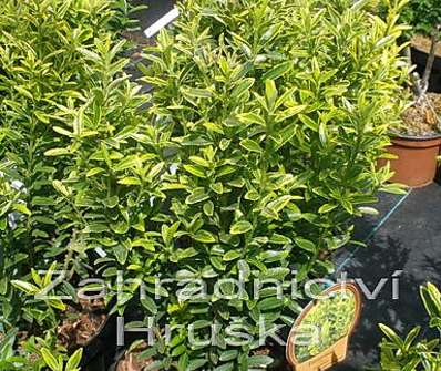 brslen - Euonymus jap. 'Aureovariegata'