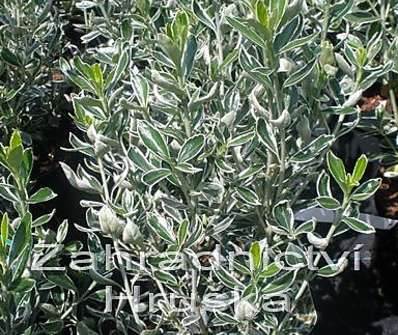 brslen - Euonymus japonicus 'Susan'