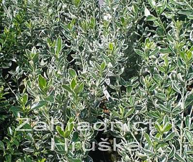 brslen - Euonymus japonicus 'Susan'