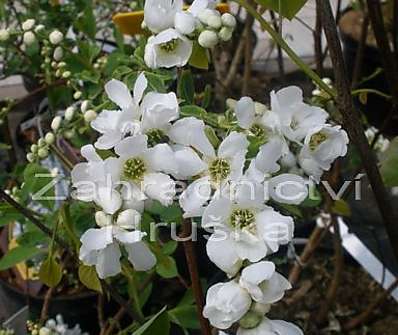 hroznovec - Exochorda macrantha 'The Bride'