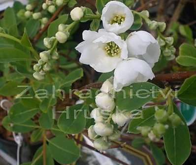 hroznovec - Exochorda macrantha 'The Bride'