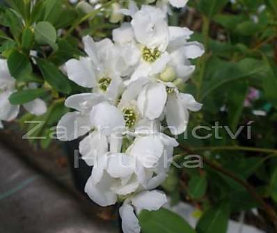 hroznovec - Exochorda macrantha 'The Bride'