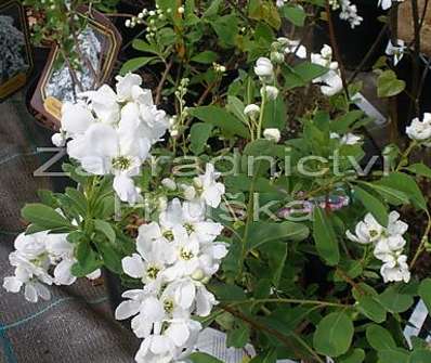 hroznovec - Exochorda macrantha 'The Bride'