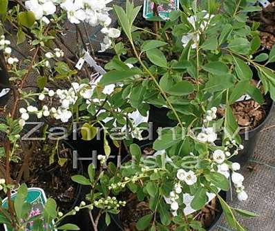 hroznovec - Exochorda macrantha 'The Bride'