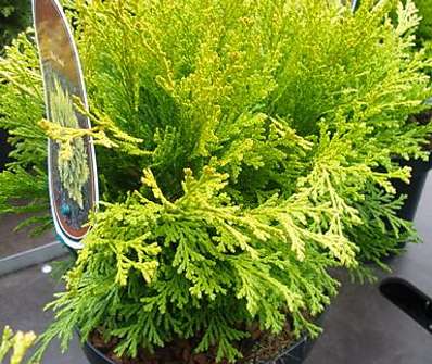 cypřišek - Chamaecyparis lawsoniana 'Mini Nova'
