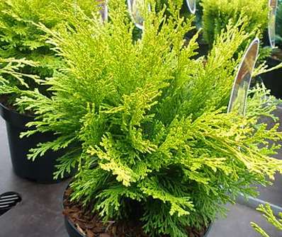 cypřišek - Chamaecyparis lawsoniana 'Mini Nova'