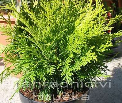 cypřišek - Chamaecyparis lawsoniana 'Mini Nova'
