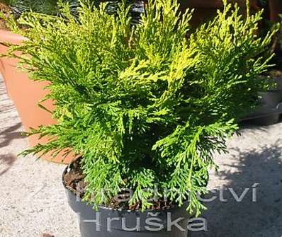 cypřišek - Chamaecyparis lawsoniana 'Mini Nova'