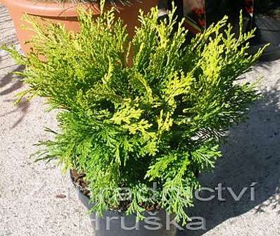 cypřišek - Chamaecyparis lawsoniana 'Mini Nova'