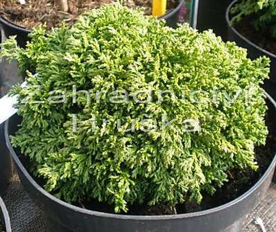 cypřišek - Chamaecyparis pisifera 'Hime Sawara'