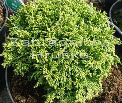 cypřišek - Chamaecyparis pisifera 'Hime Sawara'