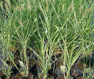 ozdobnice - Miscanthus sinensis 'Strictus'