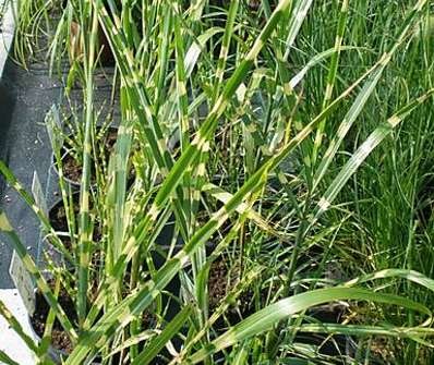 ozdobnice - Miscanthus sinensis 'Strictus'