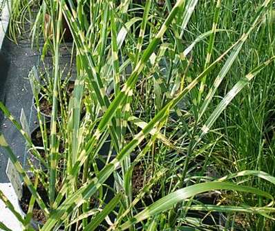 ozdobnice - Miscanthus sinensis 'Strictus'