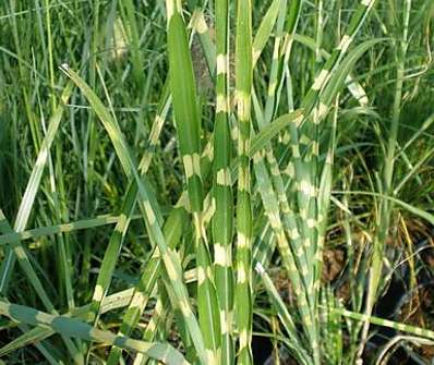 ozdobnice - Miscanthus sinensis 'Strictus'