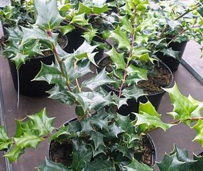 cesmína - Ilex cornuta 'Gold Taste'