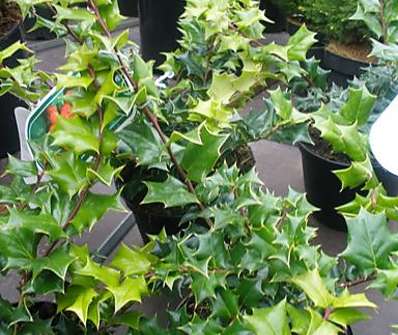 cesmína - Ilex cornuta 'Gold Taste'