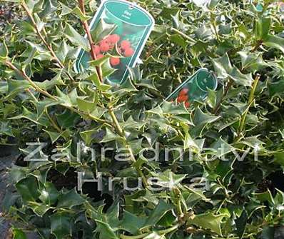 cesmína - Ilex cornuta 'Gold Taste'