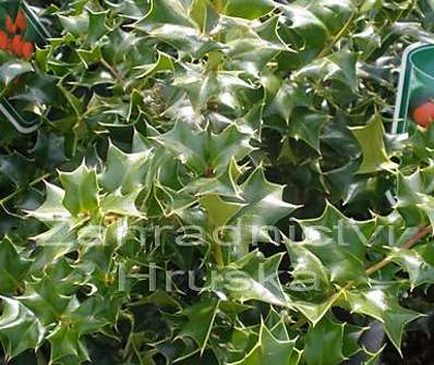 cesmína - Ilex cornuta 'Gold Taste'