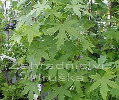 ambroň - Liquidambar styraciflua 'Worplesdon'.