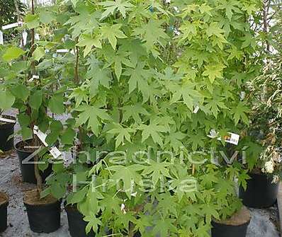ambroň - Liquidambar styraciflua 'Worplesdon'.