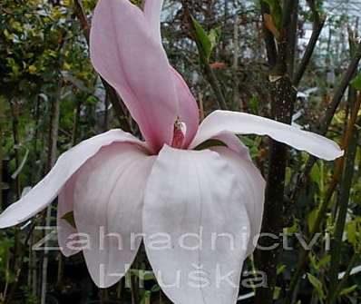 šácholan - Magnolia 'Galaxy'.