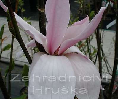 šácholan - Magnolia 'Galaxy'.