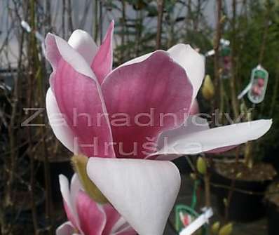 šácholan - Magnolia 'Satisfaction'