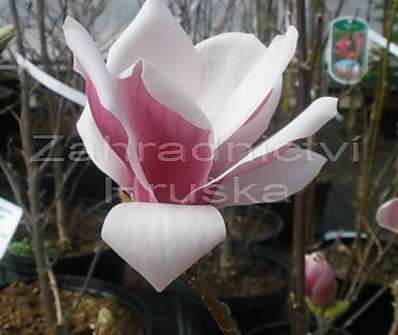 šácholan - Magnolia 'Satisfaction'