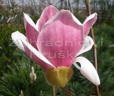 šácholan - Magnolia 'Satisfaction'