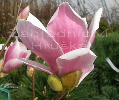 šácholan - Magnolia 'Satisfaction'