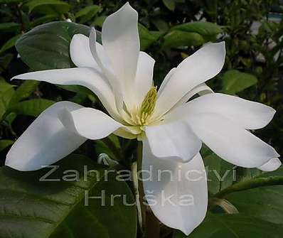 šácholan - Magnolia brookl. 'Gold Star'.