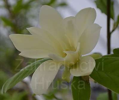 šácholan - Magnolia brookl. 'Gold Star'.