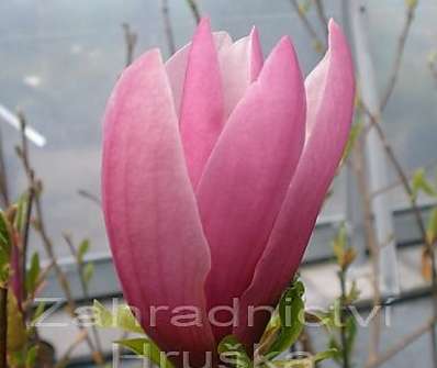 šácholan - Magnolia soulangeana 'Rustica Rubra'.