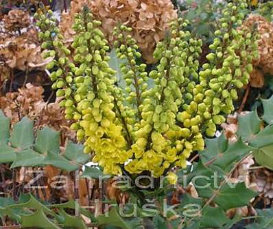 mahonie - Mahonia x media 'Winter Sun'