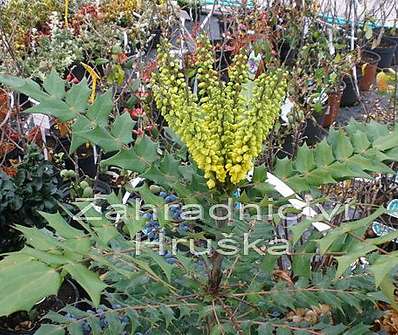 mahonie - Mahonia x media 'Winter Sun'