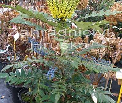 mahonie - Mahonia x media 'Winter Sun'