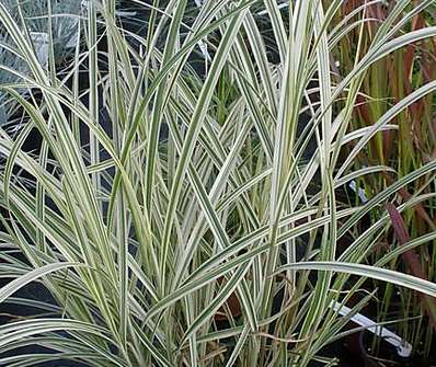 ozdobnice - Miscanthus sinensis 'Variegatus'