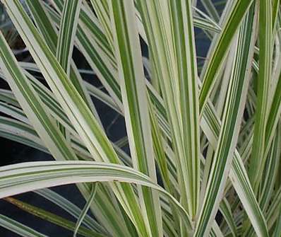 ozdobnice - Miscanthus sinensis 'Variegatus'