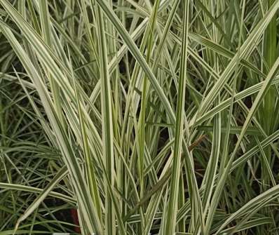 ozdobnice - Miscanthus sinensis 'Variegatus'