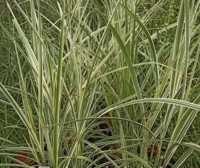 ozdobnice - Miscanthus sinensis 'Variegatus'