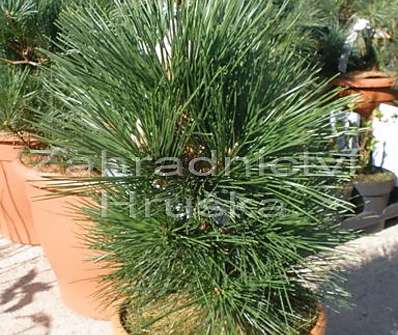 Borovice - Pinus thunbergii 'Thunderhead'