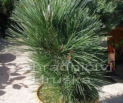 Borovice - Pinus thunbergii 'Thunderhead'