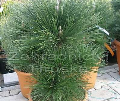 Borovice - Pinus thunbergii 'Thunderhead'