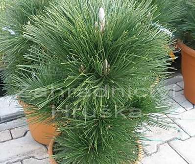 Borovice - Pinus thunbergii 'Thunderhead'
