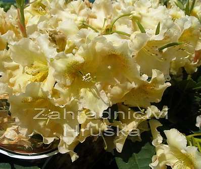Rhododendron 'Bernstein'