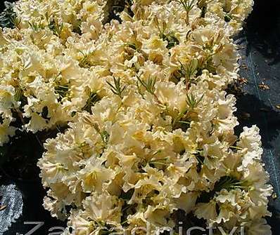 Rhododendron 'Bernstein'