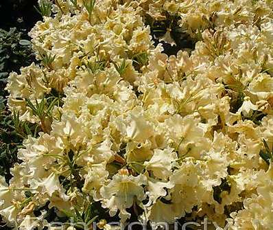 Rhododendron 'Bernstein'